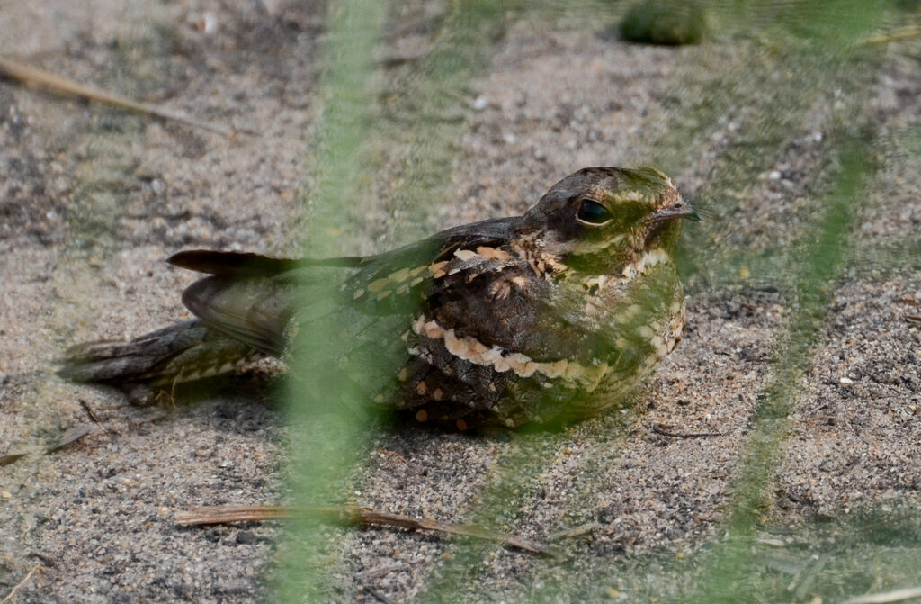 Long-tailed Nightjaradult, identification