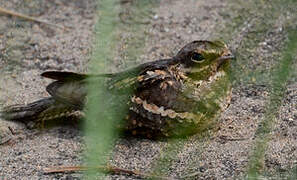 Long-tailed Nightjar