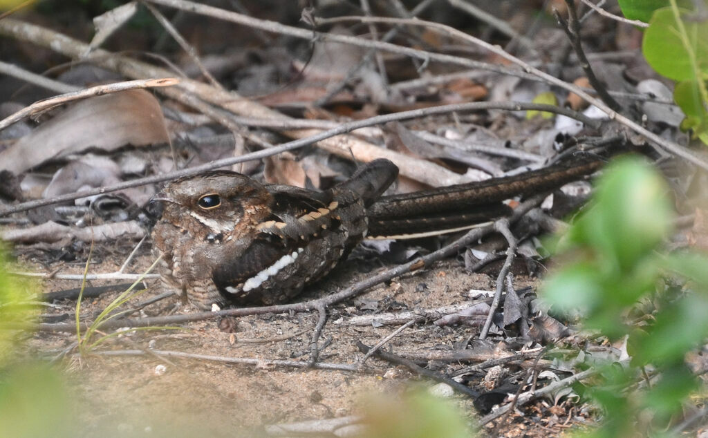 Long-tailed Nightjaradult, identification