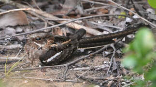 Long-tailed Nightjar