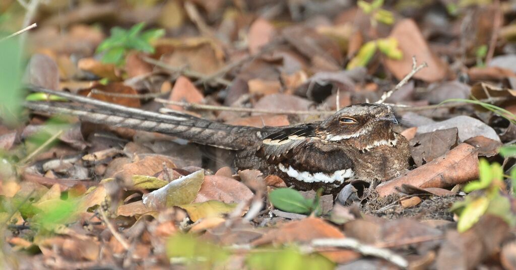 Long-tailed Nightjaradult, identification