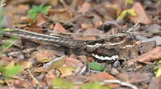 Long-tailed Nightjar