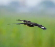 Long-tailed Nightjar