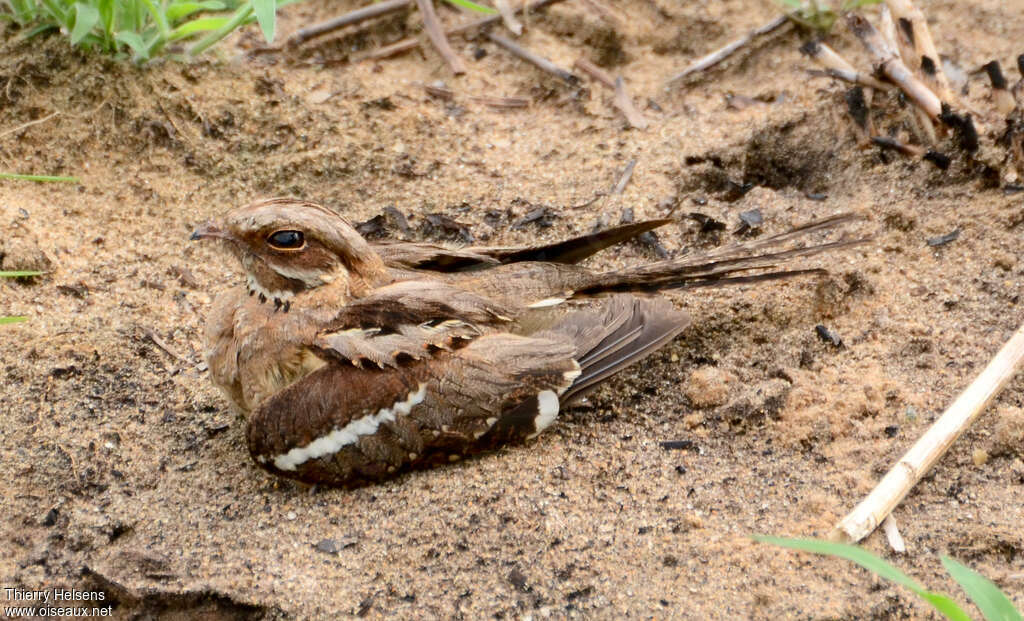 Long-tailed Nightjaradult, identification