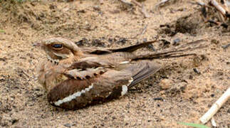 Long-tailed Nightjar