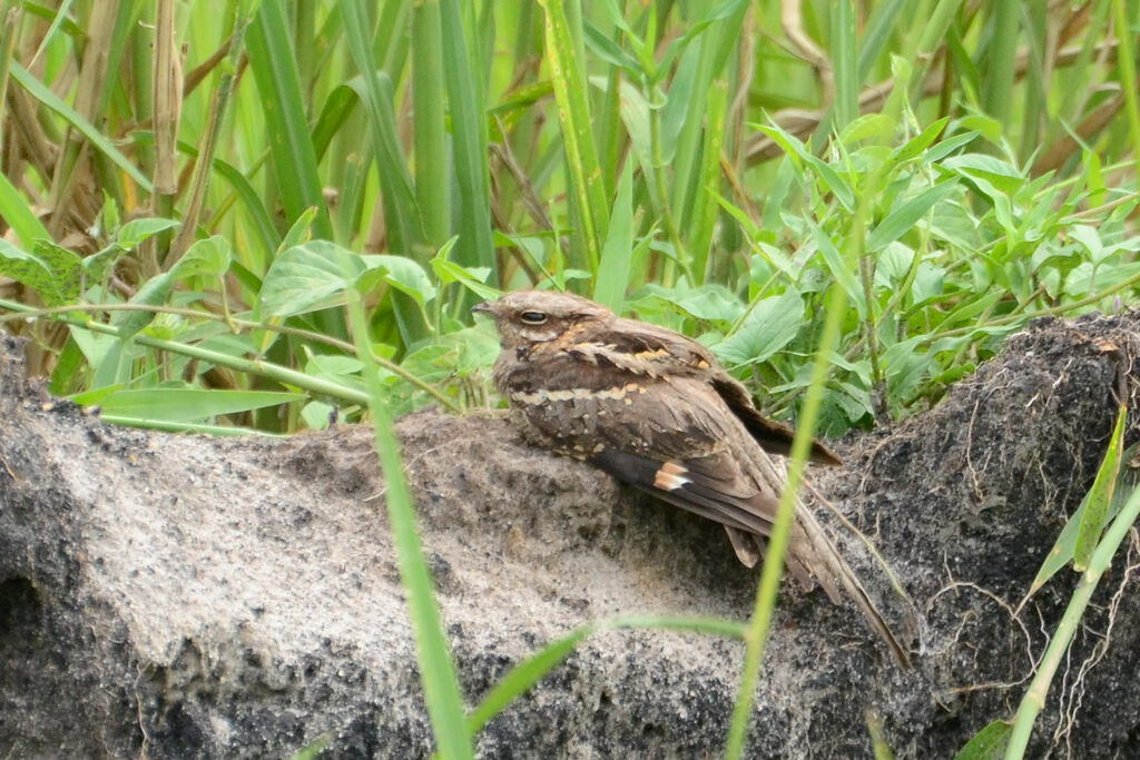 Long-tailed Nightjaradult, identification