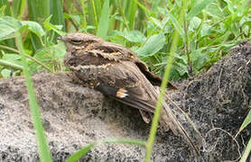 Long-tailed Nightjar