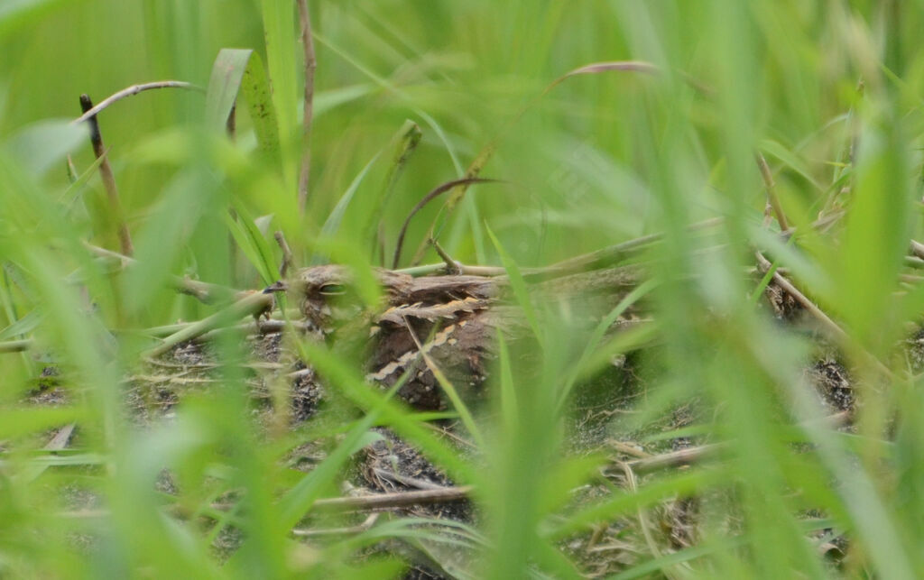 Long-tailed Nightjaradult