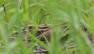 Long-tailed Nightjar