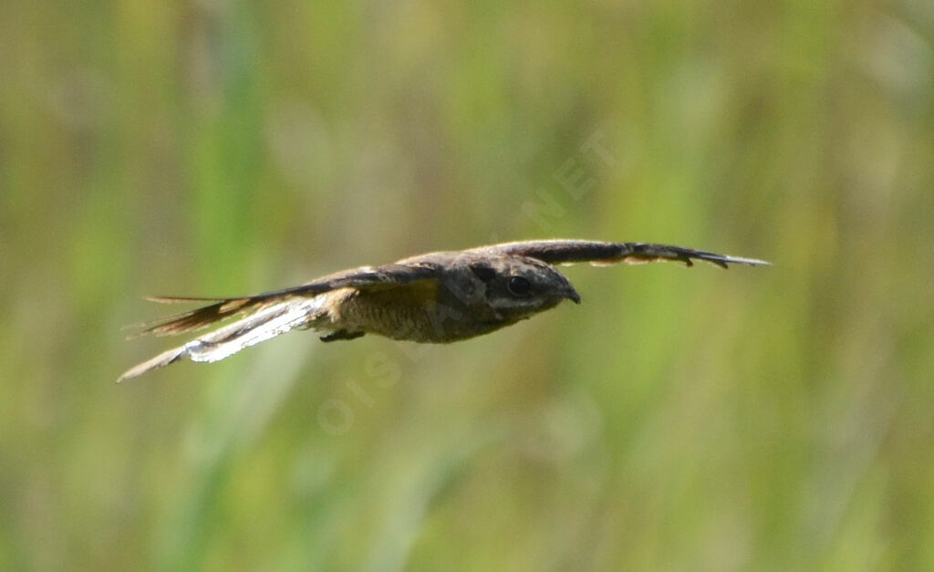 Long-tailed Nightjaradult, Flight