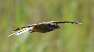 Long-tailed Nightjar