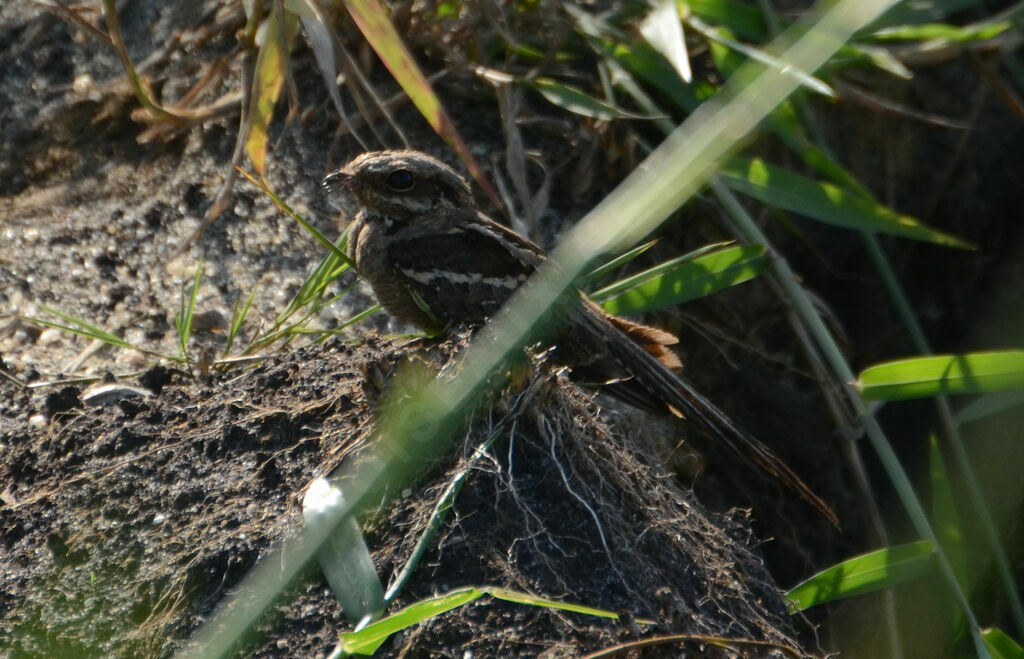 Engoulevent à longue queueadulte, identification