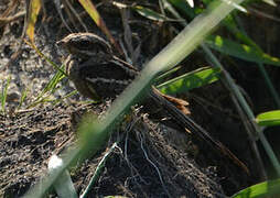 Long-tailed Nightjar