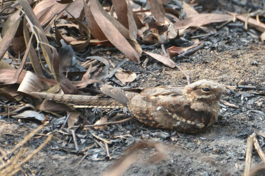 Long-tailed Nightjaradult, identification