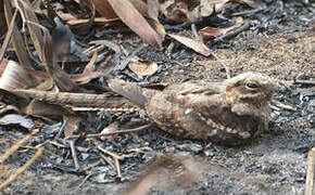 Long-tailed Nightjar