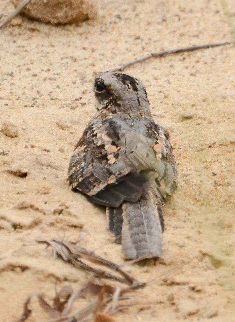 Long-tailed Nightjaradult, identification