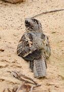 Long-tailed Nightjar