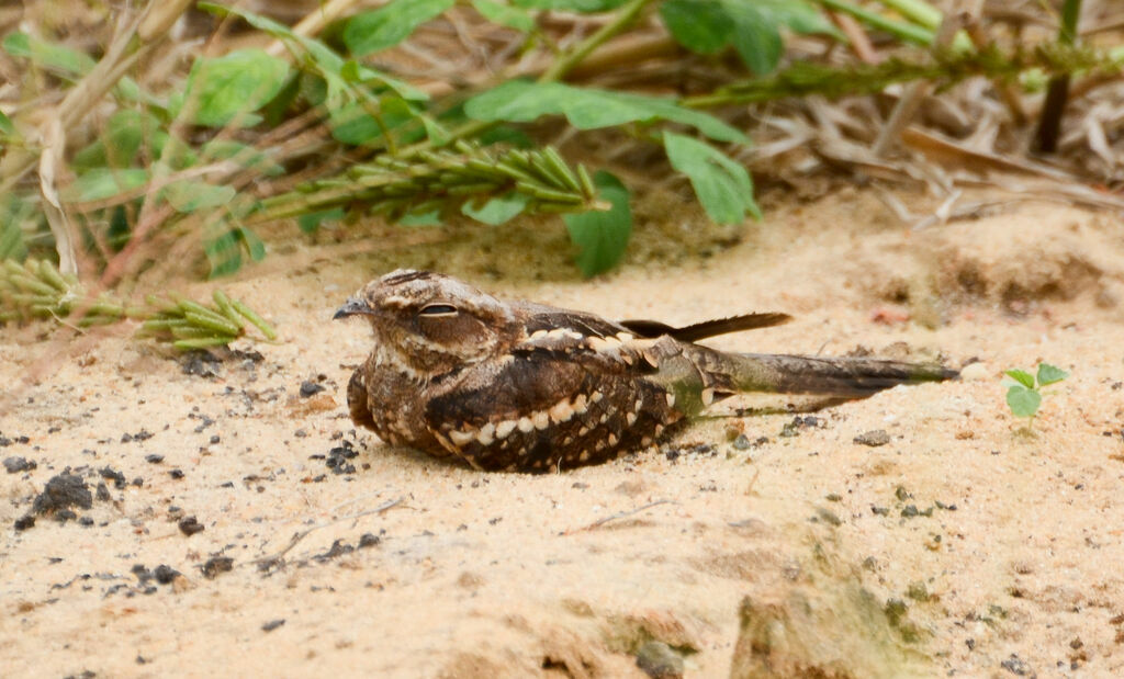 Long-tailed Nightjaradult