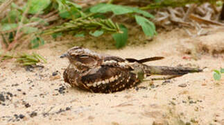 Long-tailed Nightjar