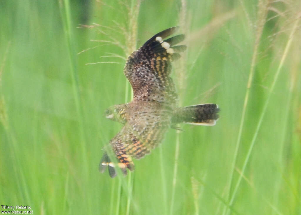 Swamp Nightjar male adult, Flight