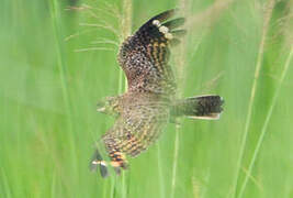 Swamp Nightjar