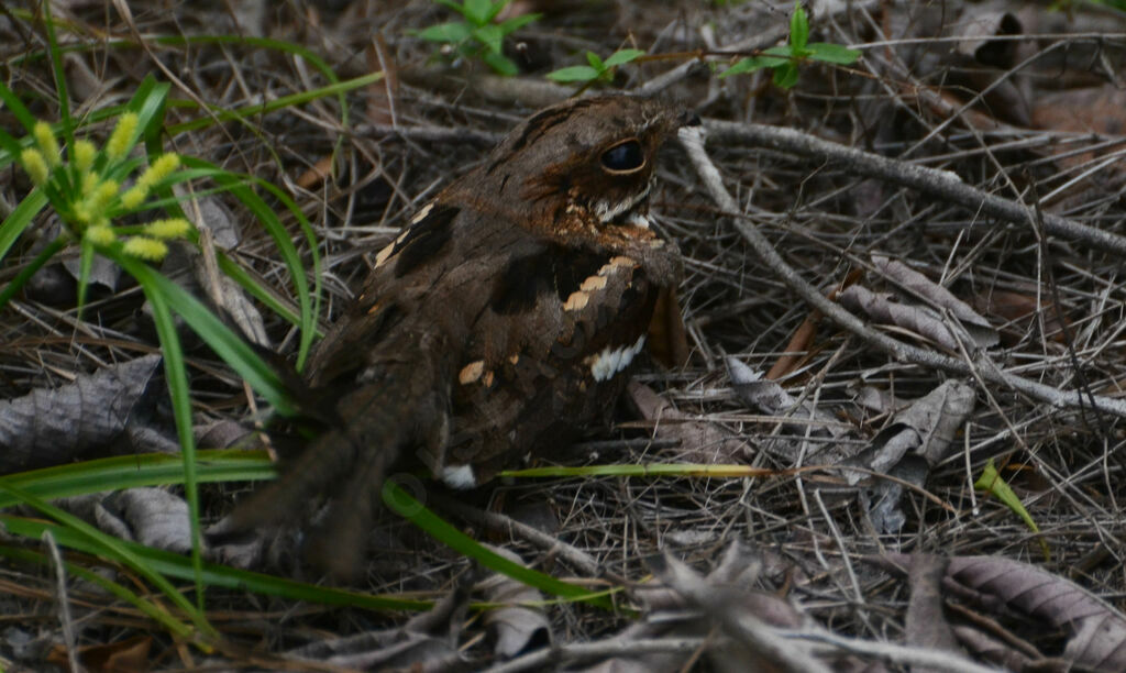 Fiery-necked Nightjaradult, close-up portrait