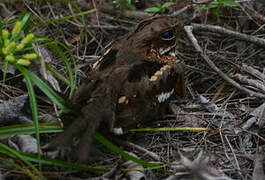 Fiery-necked Nightjar
