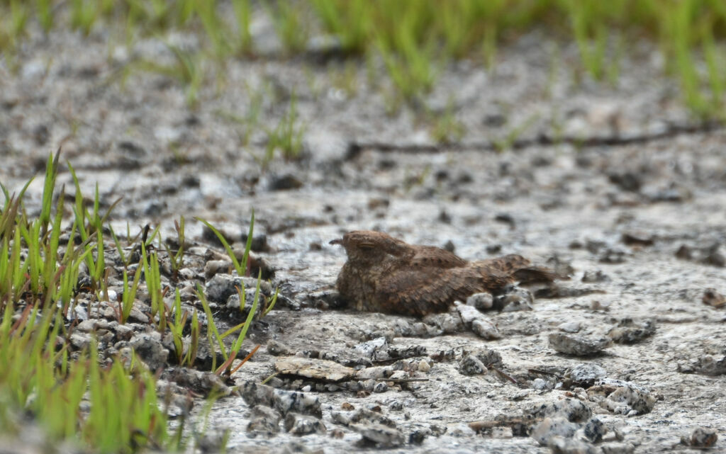 Plain Nightjar female adult, identification