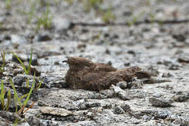 Plain Nightjar