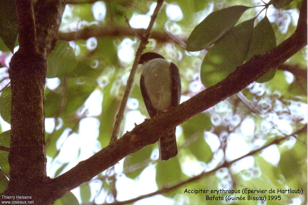 Red-thighed Sparrowhawkadult