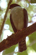 Red-thighed Sparrowhawk