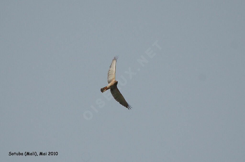 Shikra male adult, Flight