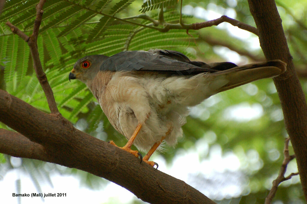 Shikraadult, identification