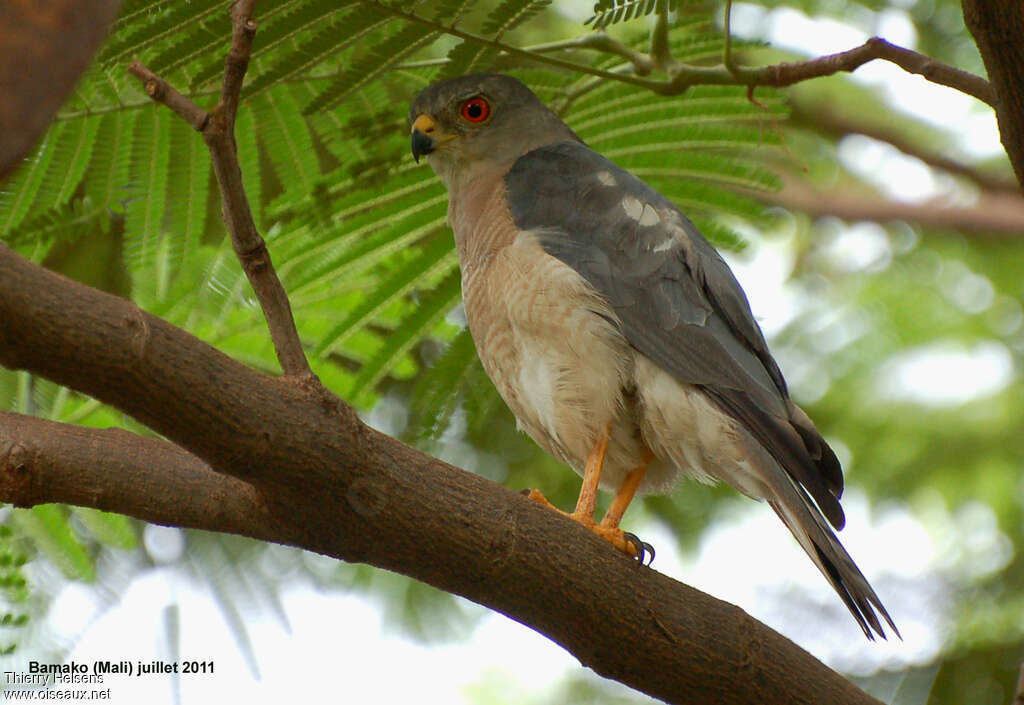 Shikra male adult, identification