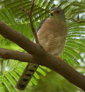 Shikra