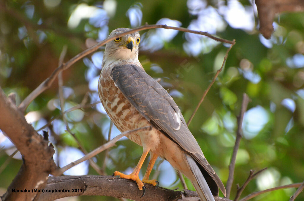 Shikraimmature, identification