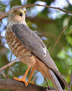 Shikra