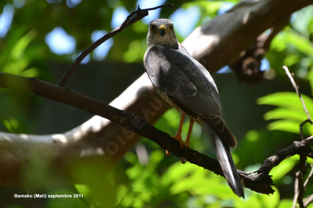 Shikraimmature, identification