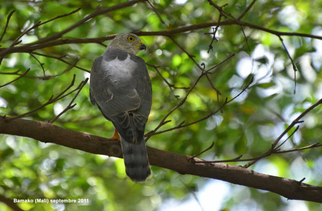 Épervier shikraimmature, identification