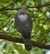 Shikra