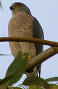 Shikra