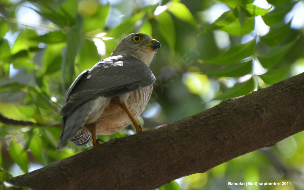 Shikra