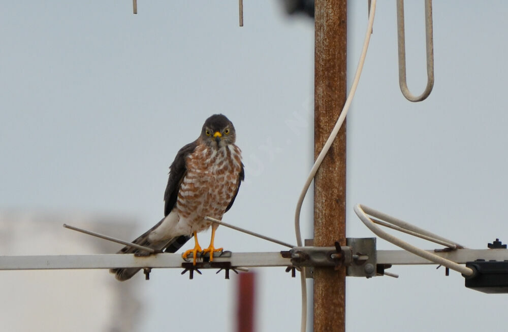 Épervier shikraimmature, identification