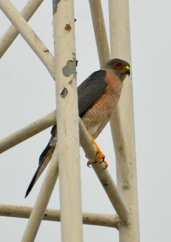 Shikraadult, identification