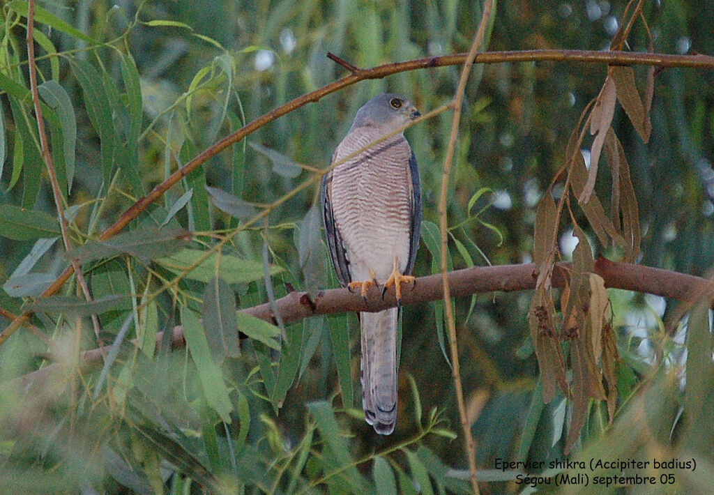 Shikra