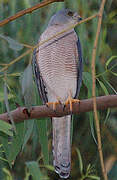 Shikra