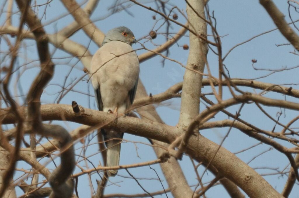 Shikraadult, identification