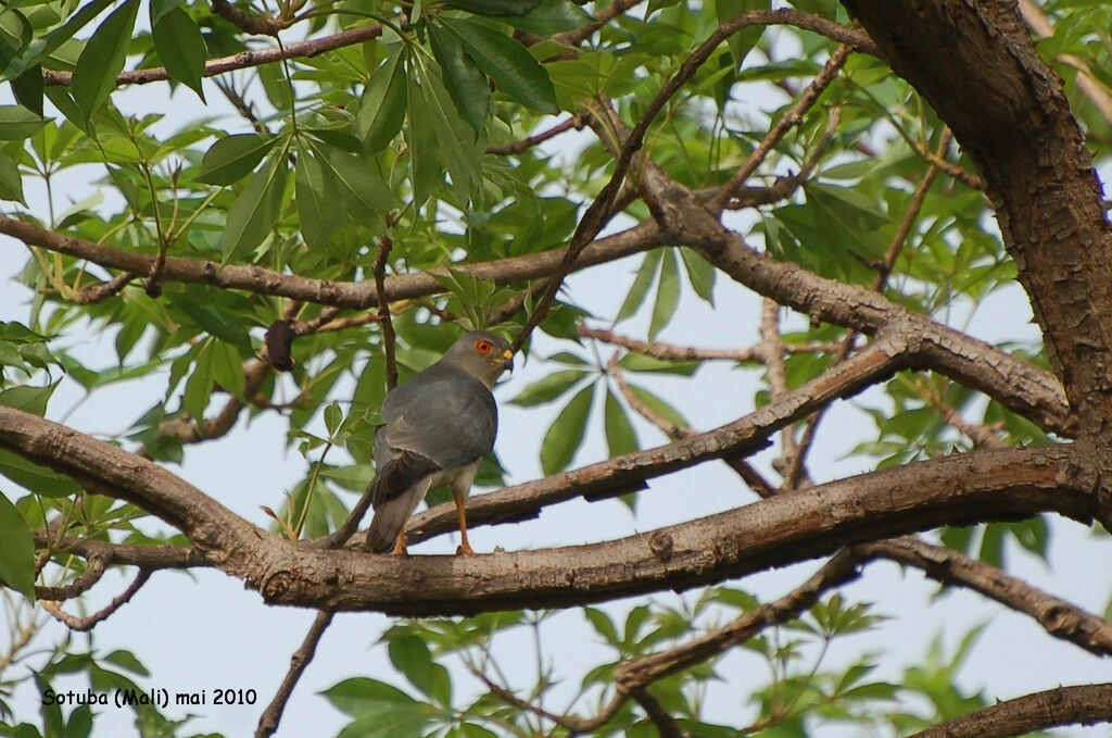 Shikra male adult