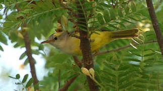 Senegal Eremomela