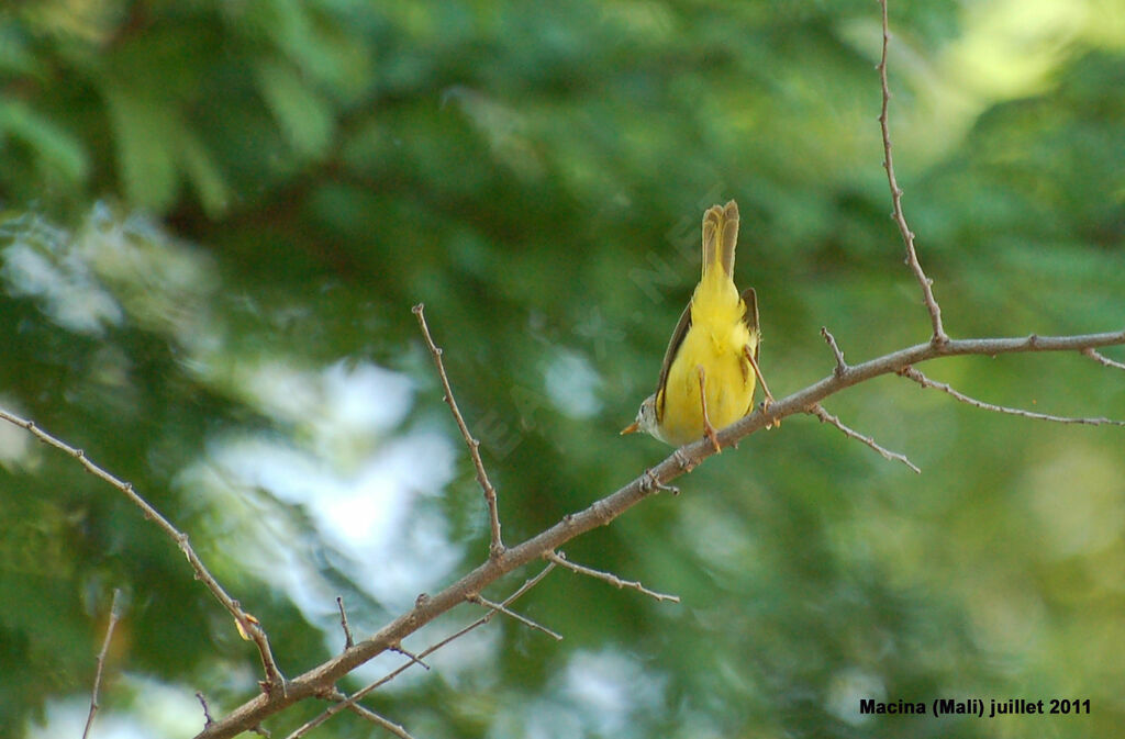 Érémomèle à dos vertadulte, identification